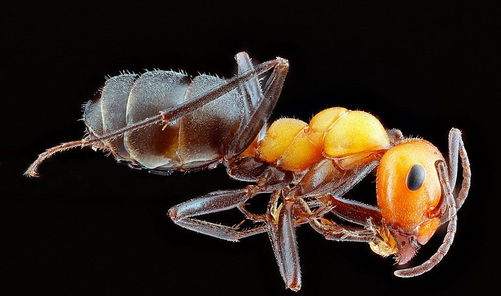 Ant Control service in Nashville, TN