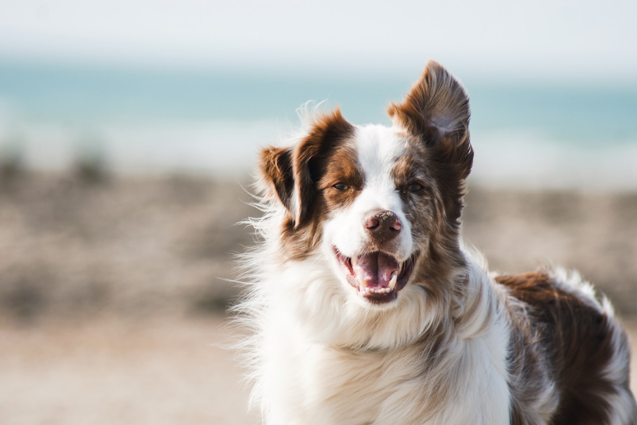 Flea & Tick Control service in Nashville, TN