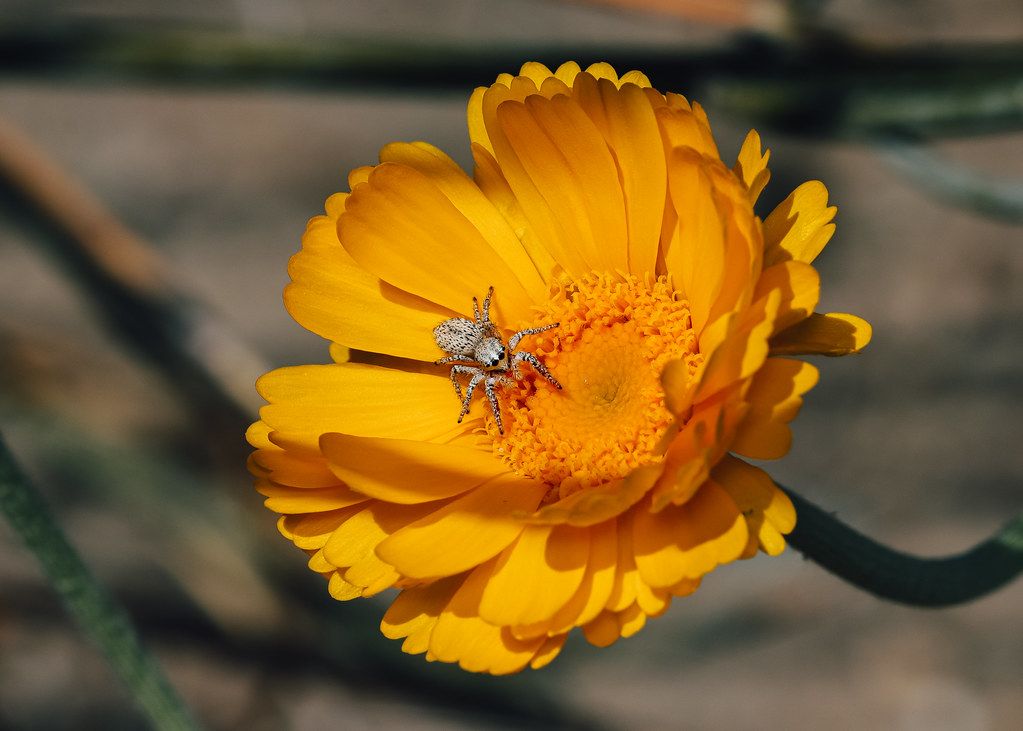 Spider Control service in Nashville, TN